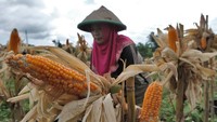 Pedagang menuturkan sejak dua bulan terakhir harga jagung pipilan kering mengalami kenaikan dari Rp 4.000 per kilogram menjadi Rp7.900 per kilogram di tingkat petani.  