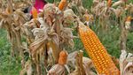 Harga Jagung di Petani Melambung, Ternyata Ini Biang Keroknya