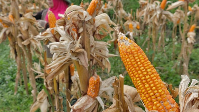 Anomali cuaca picu kenaikan harga jagung Petani memanen jagung di persawahan Desa Ngadirejo, Temanggung, Jawa Tengah, Rabu (24/1/2024). Pedagang menuturkan sejak dua bulan terakhir harga jagung pipilan kering mengalami kenaikan dari Ro4.000 per kilogram menjadi Rp7.900 per kilogram di tingkat petani, yang disebabkan anomali cuaca sehingga hasil panen kurang maksimal. ANTARA FOTO /Anis Efizudin/rwa.