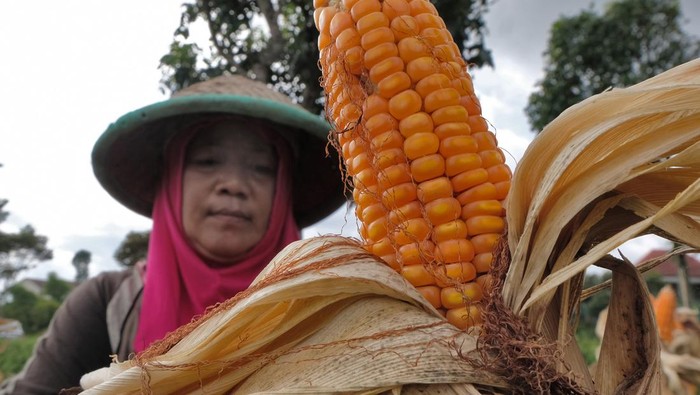 Anomali cuaca picu kenaikan harga jagung Petani memanen jagung di persawahan Desa Ngadirejo, Temanggung, Jawa Tengah, Rabu (24/1/2024). Pedagang menuturkan sejak dua bulan terakhir harga jagung pipilan kering mengalami kenaikan dari Ro4.000 per kilogram menjadi Rp7.900 per kilogram di tingkat petani, yang disebabkan anomali cuaca sehingga hasil panen kurang maksimal. ANTARA FOTO /Anis Efizudin/rwa.