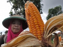 Harga Jagung di Petani Melambung, Ternyata Ini Biang Keroknya