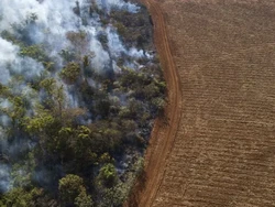 10 Negara dengan Penggundulan Hutan Terparah, Indonesia Termasuk