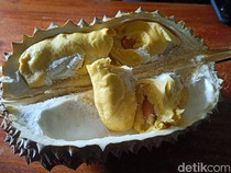Rahasia Nikmat Durian Kromo Banyumas, Pohon Diajak Ngobrol Pemilik