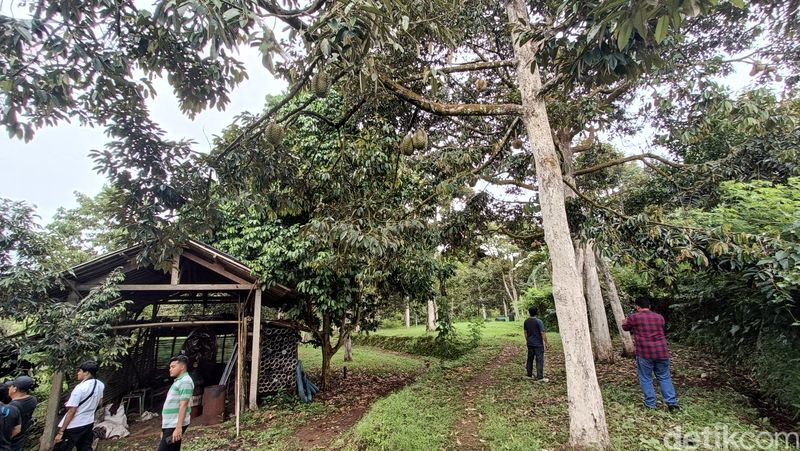 Durian Kromo organik asal wilayah Desa Plana, Kecamatan Somagede, Kabupaten Banyumas.