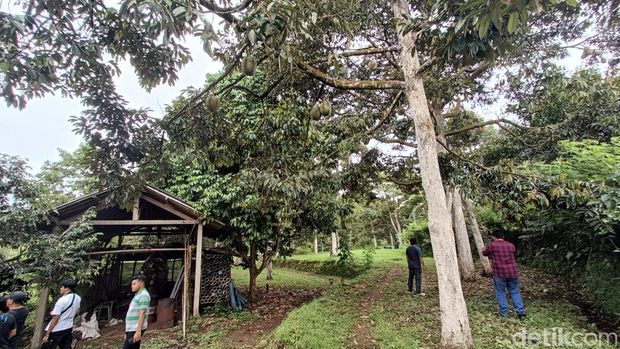 Durian Kromo organik asal wilayah Desa Plana, Kecamatan Somagede, Kabupaten Banyumas.