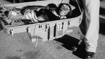 Ham Adalah Astronot Simpanse Pertama yang Kembali dari Penerbangan Legendaris 16 Jamnya Pada Tahun 1961 Foto: History Images via Boredpanda
