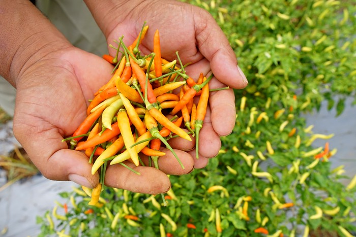 Seorang petani menunujukkan cabai rawit yang baru dipetik di Desa Bulontala Timur, Kabupaten Bone Bolango, Gorontalo, Rabu (24/1/2024). Harga cabai rawit di tingkat petani turun dari Rp100 ribu per kg pada akhir Desember 2023 hingga awal Januari 2024 menjadi Rp25 ribu per kg pada pekan kedua Januari 2024 karena permintaan yang mulai normal dan tersedianya stok hasil panen. ANTARA FOTO/Adiwinata Solihin/tom.
