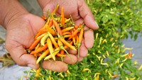 Harga cabai rawit di tingkat petani turun dari Rp100 ribu per kg pada akhir Desember 2023 hingga awal Januari 2024 menjadi Rp25 ribu per kg pada pekan kedua Januari 2024 karena permintaan yang mulai normal dan tersedianya stok hasil panen.
