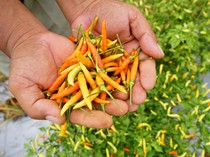 Harga Bahan Pokok Jogja Hari Ini 1 Februari 2024: Cabai Rawit Rp 35 Ribu