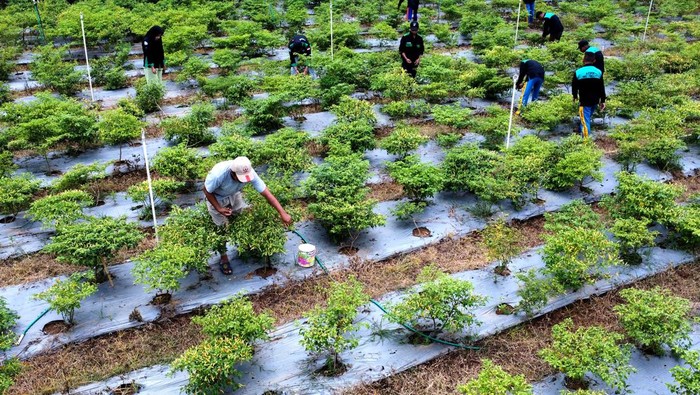 Harga cabai rawit turun Seorang petani menunujukkan cabai rawit yang baru dipetik di Desa Bulontala Timur, Kabupaten Bone Bolango, Gorontalo, Rabu (24/1/2024). Harga cabai rawit di tingkat petani turun dari Rp100 ribu per kg pada akhir Desember 2023 hingga awal Januari 2024 menjadi Rp25 ribu per kg pada pekan kedua Januari 2024 karena permintaan yang mulai normal dan tersedianya stok hasil panen. ANTARA FOTO/Adiwinata Solihin/tom.