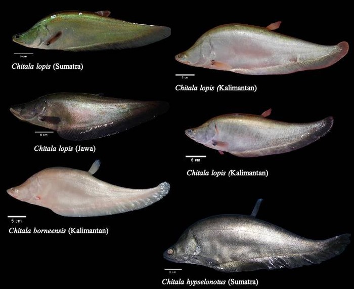 Ikan belida Chitala lopis (C. lopis)