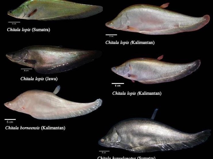 Ikan belida Chitala lopis (C. lopis)