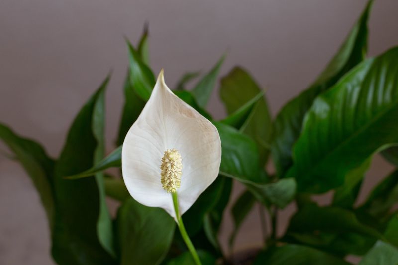 Ilustrasi peace lily