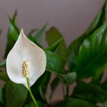 Ilustrasi peace lily