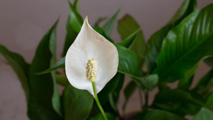 Ilustrasi peace lily