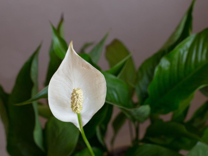 Ilustrasi peace lily