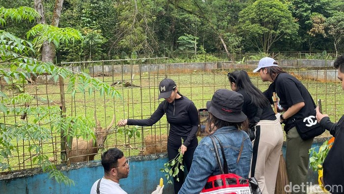 Influencer Medan bersih-bersih dan sumbang pakai hewan untuk Medan Zoo. (Kartika Sari/detikSumut)