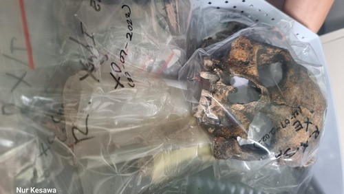 Kerangka manusia prasejarah asal Gilimanuk, Bali, yang ada di Universitas Gadjah Mada (UGM), Rabu (24/1/2024). (Istimewa)