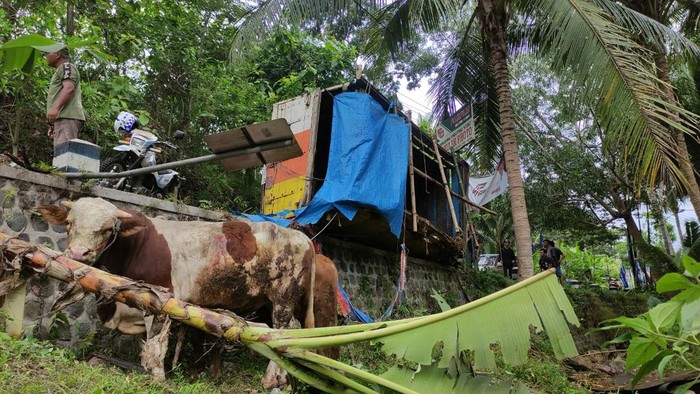 Sapi bawaan truk yang terguling di jalan alternatif Pacitan-Solo