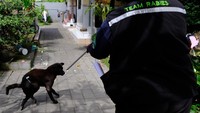 Pelaksanaan vaksinasi rabies untuk Hewan Penular Rabies (HPR) khususnya anjing di Kota Denpasar ini dilakukan secara jemput bola.