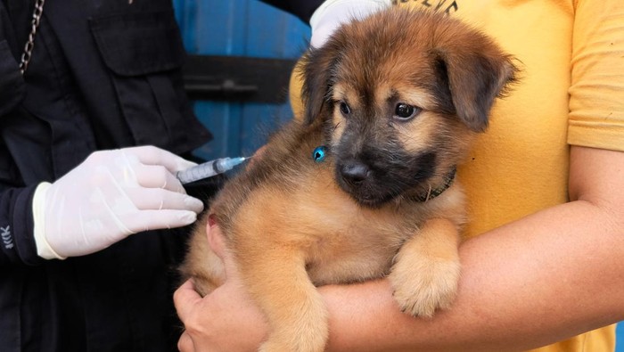 Petugas Dinas Pertanian Kota Denpasar menyuntikkan vaksin anti rabies pada seekor anjing saat kegiatan vaksinasi rabies 2024 di Dusun Taman, Desa Penatih Dangin Puri, Denpasar, Bali, Rabu (24/1/2024). Pelaksanaan vaksinasi rabies untuk Hewan Penular Rabies (HPR) khususnya anjing di Kota Denpasar yang dilakukan secara jemput bola tersebut pada tahun 2024 ditargetkan 90 persen dari estimasi populasi yang berjumlah 82.195 ekor anjing. ANTARA FOTO/Nyoman Hendra Wibowo/rwa.