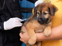 Dinas Pertanian Denpasar Kebut Vaksinasi Rabies di 2024