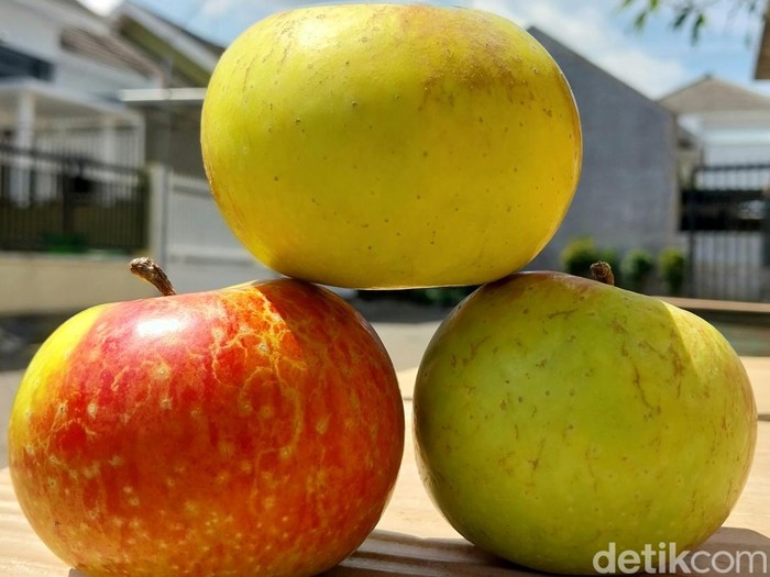 buah apel