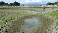 Embung Seunekak yang mengalami kekeringan itu mengakibatkan sekitar 100 hektare sawah terancam puso.   