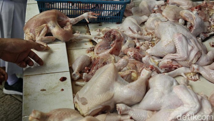 Jelang Pemilu 2024, harga ayam potong terpantau stabil. Harga ayam potong berada di kisaran Rp 40.000 hingga Rp 60.000/ekor.