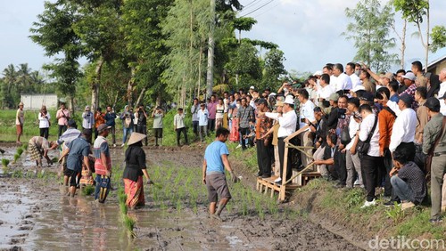 Menteri Pertanian Amran Sulaiman saat memimpin gerakan tanam padi bersama petani Desa Batujai, Kecamatan Praya Barat, Lombok Tengah, NTB, Kamis (25/1/2024). (Helmy Akbar / detikBali)