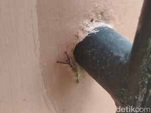 10 Cara Membasmi Ulat Bulu di Rumah dan Mencegahnya Datang Kembali