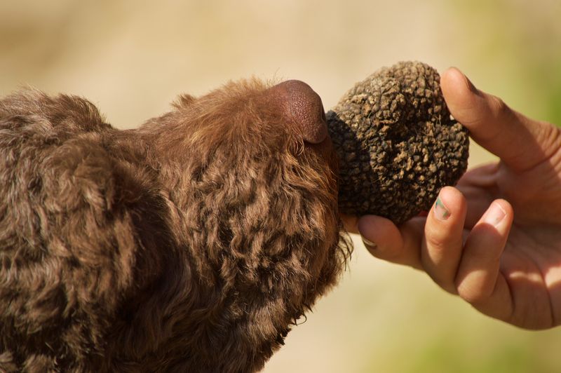 Truffle hitam yang fantastis harganya