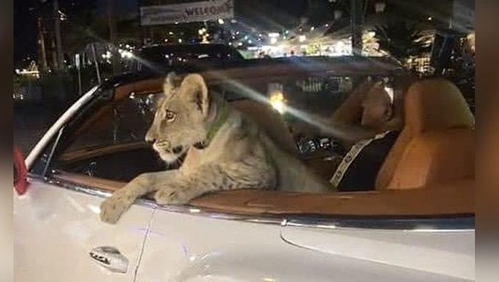 Turis pamer anak singa naik Bentley