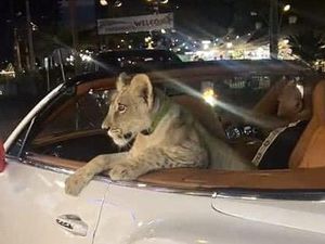 Turis Pamer Anak Singa Naik Bentley, Satu Negara Geger