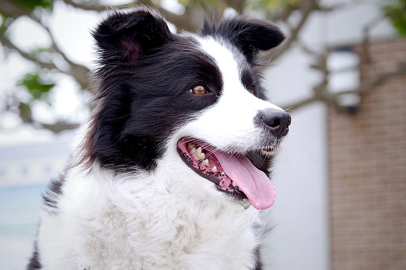 Anjing border collie.
