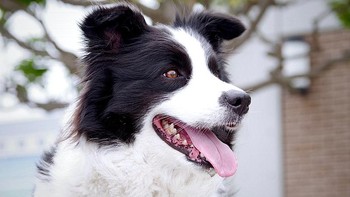 Penjaga anjing: Saya bekerja untuk orang kaya raya sebagai perawat anjing mereka. Tugas saya adalah menyediakan semua yang dibutuhkan anjing mereka sehingga ketika mereka ingin mengelus atau bermain dengannya, anjing tersebut sudah siap dan mereka tidak perlu memikirkan hal lain. Bahkan ada yang punya 4 anjing dan semuanya punya penjaga sendiru-sendiri, sebut seorang netizen. Foto: IketaniDaisei/Wikimedia Commons.