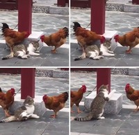 Saat menjalani aktivitas sehari-hari, pasti ada saja momen lucu yang terjadi. Nah beberapa di antaranya seperti yang terekam kamera berikut ini. Lucu deh.