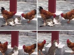 Deretan Kejadian Lucu yang Tertangkap Kamera, Ngakak Deh
