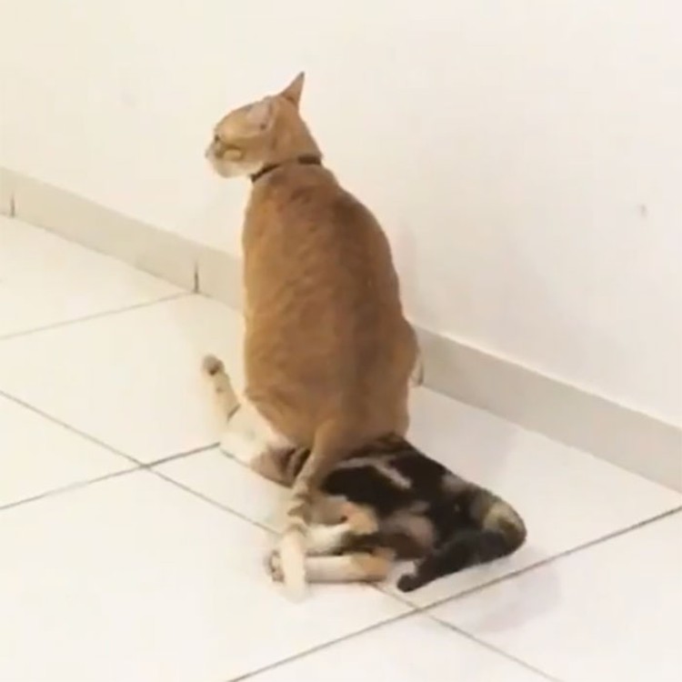 Saat menjalani aktivitas sehari-hari, pasti ada saja momen lucu yang terjadi. Nah beberapa di antaranya seperti yang terekam kamera berikut ini. Lucu deh.