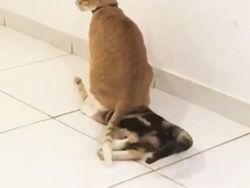Deretan Kejadian Lucu yang Tertangkap Kamera, Ngakak Deh