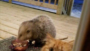 Ngeliat muka kucingnya gak jadi mau ketawa deh kayaknya. Kasian makanannya diambil. Foto: (Bored Panda).