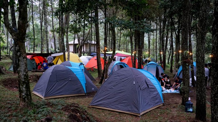 Hutan Cempaka Pasuruan.