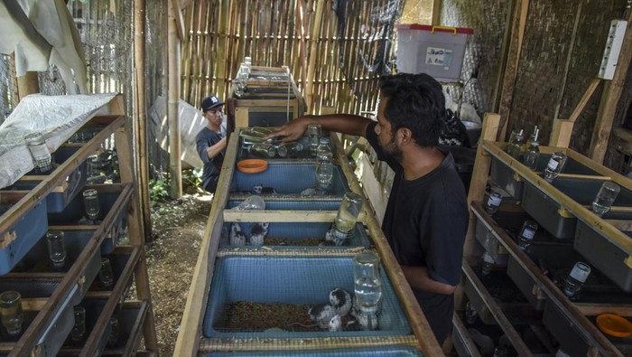 Peternak memeriksa tikus putih (mus musculus) di lokasi budi daya 