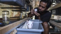 Peternak tersebut mengekspor tikus jenis mencit, asf, dan rat ke Malaysia dan Vietnam dalam kemasan frozen sebanyak 1.000 ekor dengan harga Rp 3.000 hingga Rp 70.000 per ekor. 