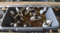 Sejumlah anak tikus putih (mus musculus) dibudidayakan di Farm sarang koruptor di Dusun Landeuh, Kabupaten Ciamis, Jawa Barat, Jumat (26/1/2024).