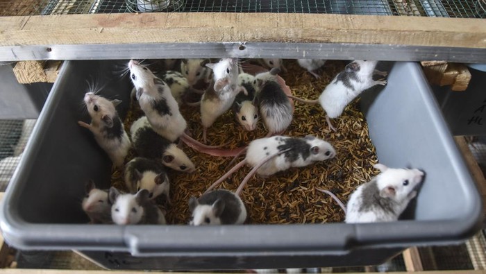 Peternak memeriksa tikus putih (mus musculus) di lokasi budi daya 