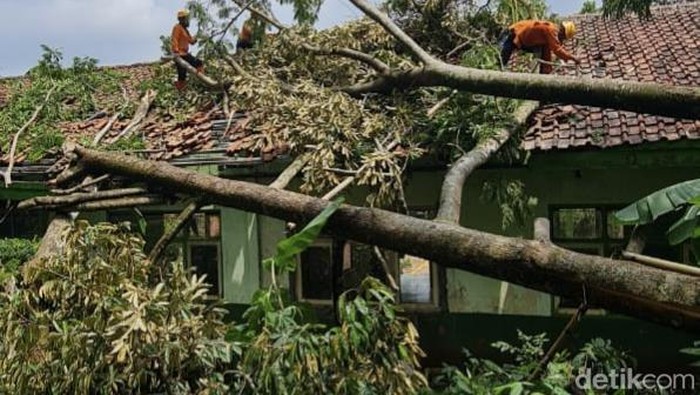 Petugas BPBD Kabupaten Kuningan melakukan pembersihan material pohon yang tumbang menimpa bangunan Madrasah Ibtidaiyah di Desa Wilanagara, Kecamatan Luragung, Kabupaten Kuningan