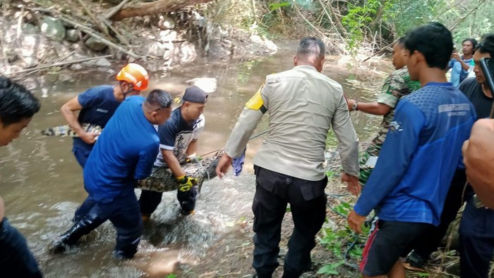 Proses evakuasi buaya di Sungai Tepus, Kalasan, Sleman, Jumat (26/1/2024).