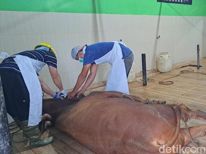 Proses penyembelihan di RPH Kecamatan Pesanggaran
