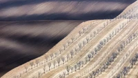 Karya Ravnak mengilustrasikan pertumbuhan lada di Slovenia, dan ladang gandum di Italia dan Republik Ceko. Ini Moravia Selatan, dekat Cejc, Republik Ceko.